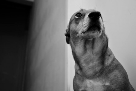 Panqueca em contra plongée - GABRIEL HUTH - EXIF:não disponível